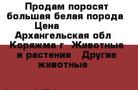 Продам поросят,большая белая порода. › Цена ­ 700-4500 - Архангельская обл., Коряжма г. Животные и растения » Другие животные   